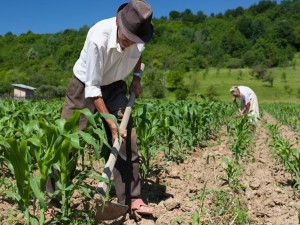 Juiz reconhece que moradia concedida sem custo a empregada rural  salrio-utilidade